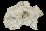 Cretaceous Rudist (Durania) Colony - Kansas #155961-4